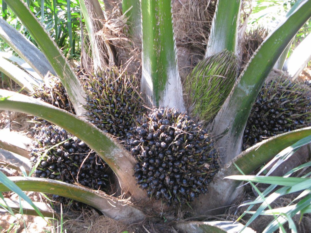 100种常见观叶植物图鉴史上最全,农村常见的100种植物