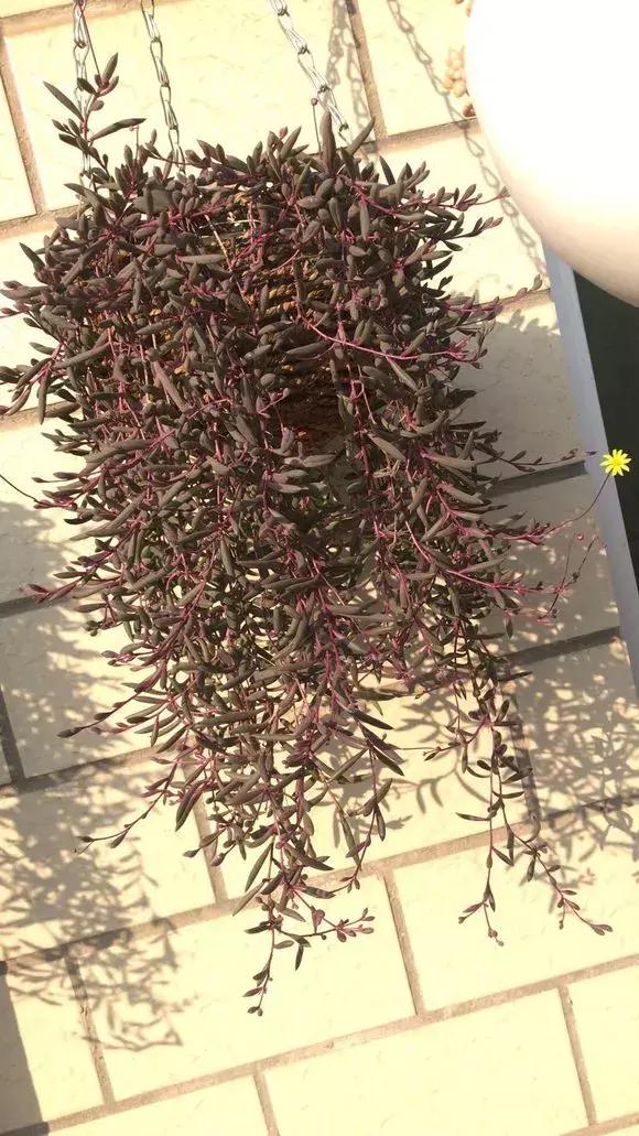 具有观赏性的吊兰多肉,吊兰多肉的养殖方法和注意事项