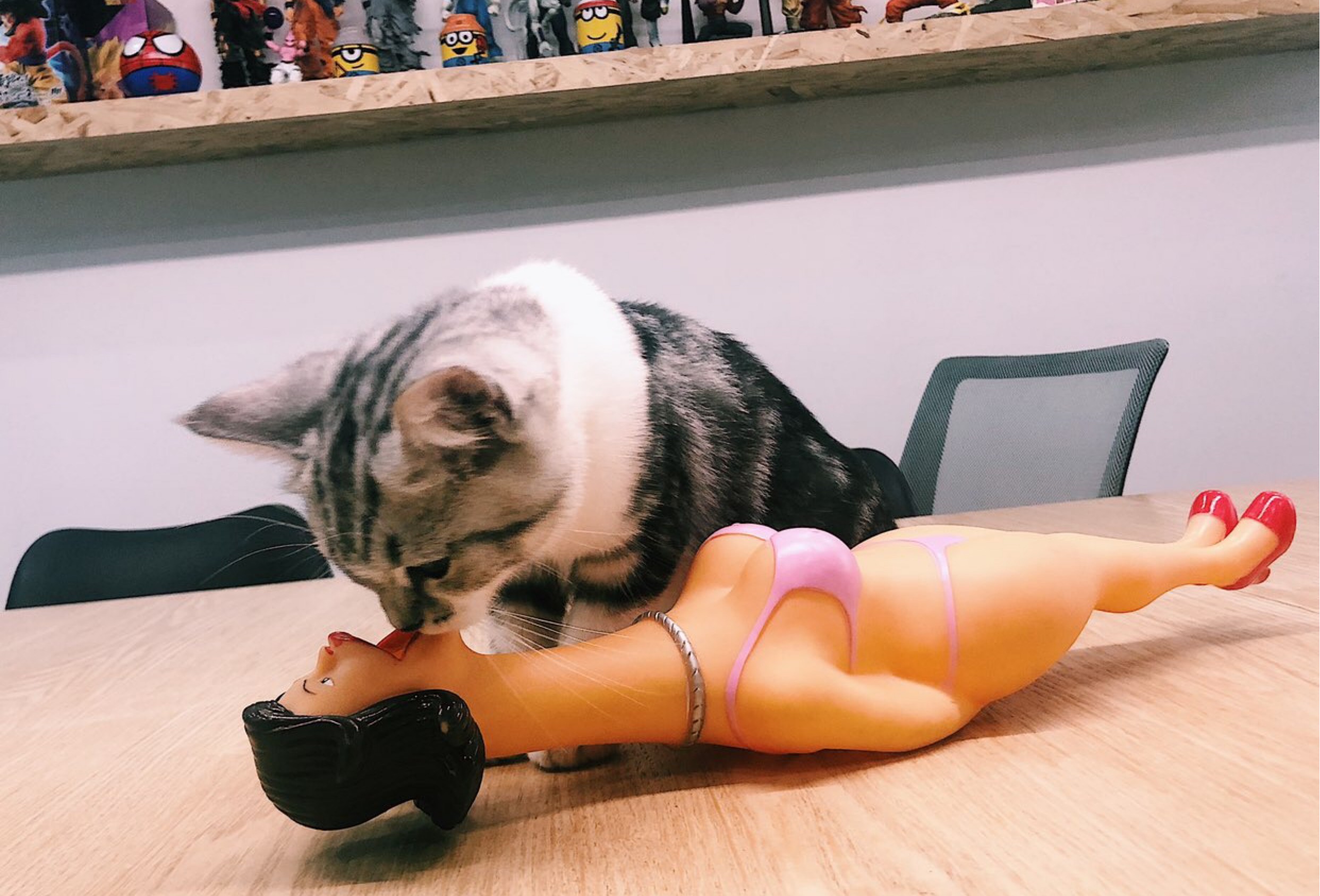 猫和人拍猫有什么区别图片,这样拍猫咪简直会被笑死