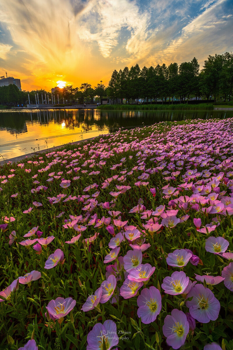 “论斤卖”的10种花卉种子，花海都种它，“靠天吃饭”就能活
