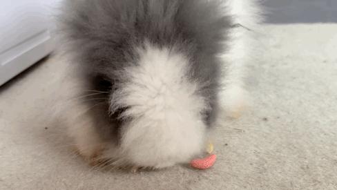 西安撸兔店,西安撸兔体验馆团购