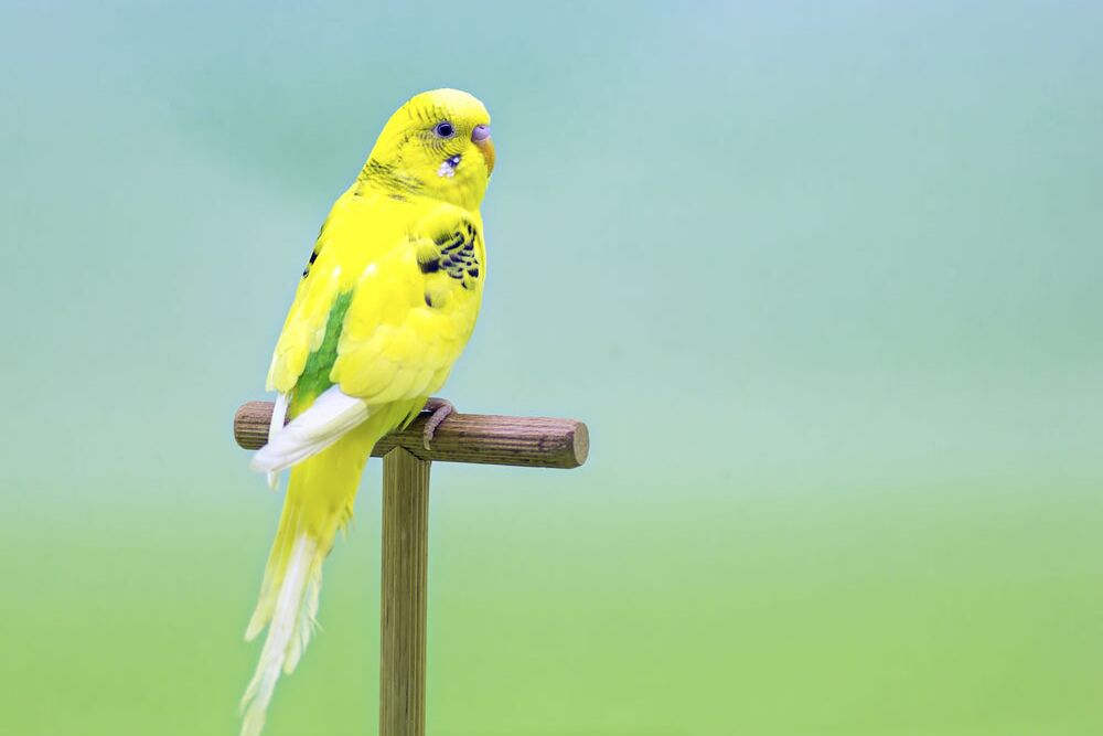 鹦鹉幼崽怎么喂食奶粉,养宠经验分享