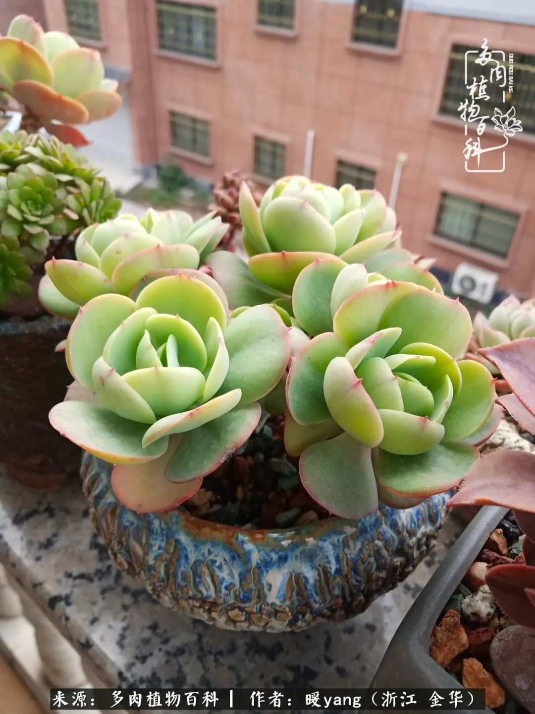 养多肉是业余的纯粹是爱好,每晚7点教您快速入门养多肉