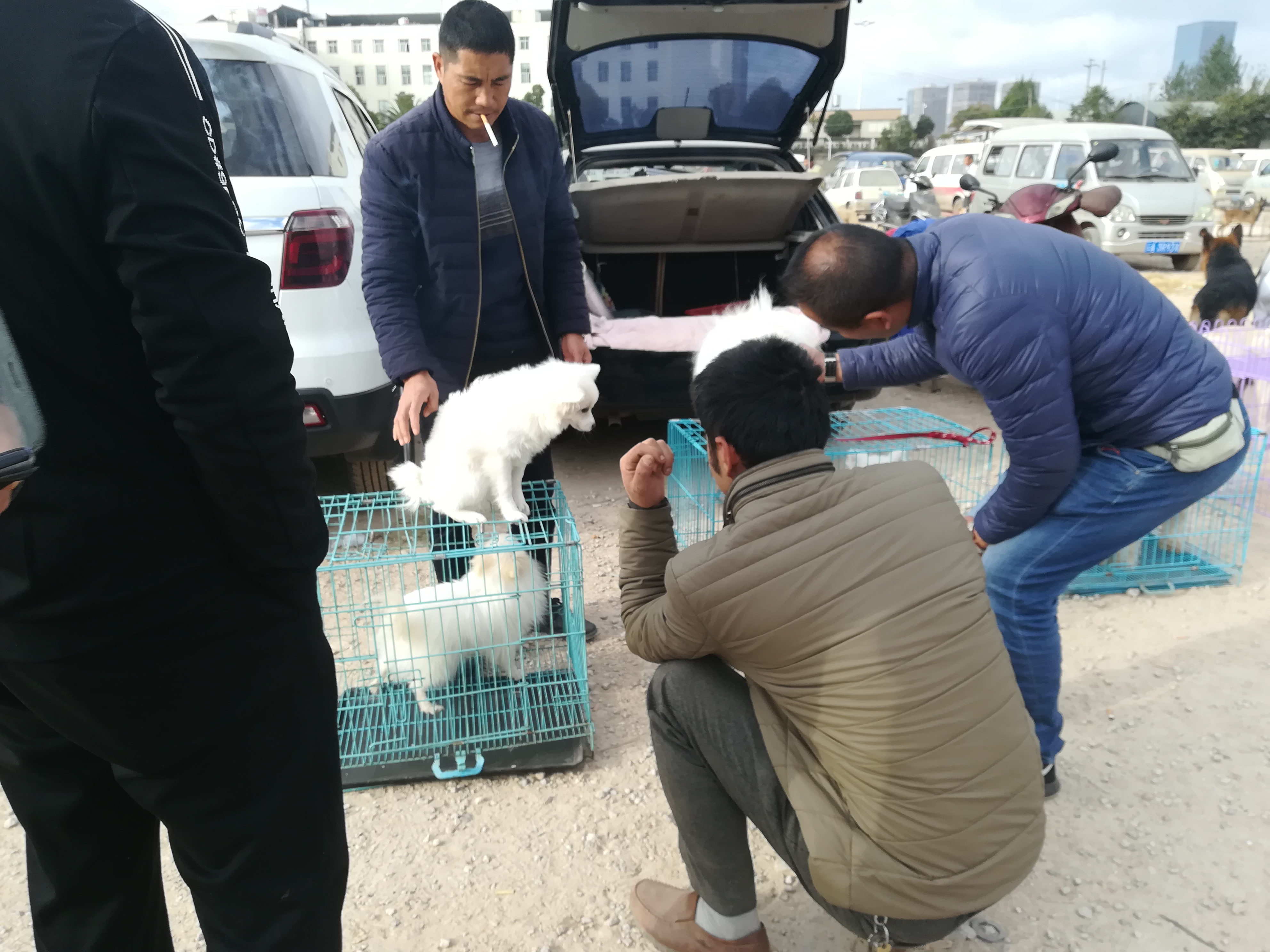 大型犬跟博美差不多,北京犬和斗牛犬生出来的后代