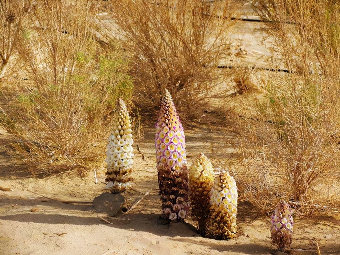 淇濆瓨鍗佸嚑骞寸殑閲庣敓鑲夎媮钃夊灏戝厓 (鍒氭寲鍑虹殑閲庣敓鑻佽搲浠锋牸)