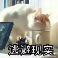 猫咪生产的当天要注意的事项,猫咪生产注意事项
