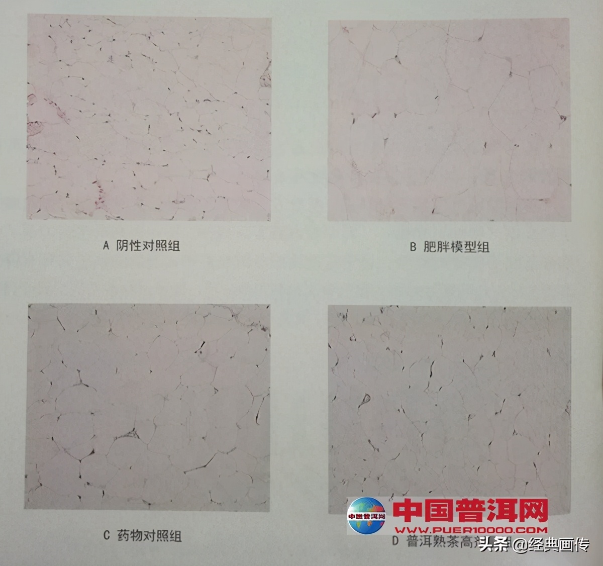 荷叶普洱茶有减肥的功效吗,普洱茶的减肥功效