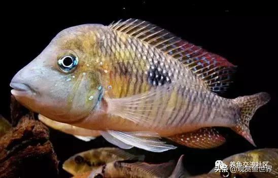 食土鲷一般多大尺寸,食土鲷哪个品种小一点