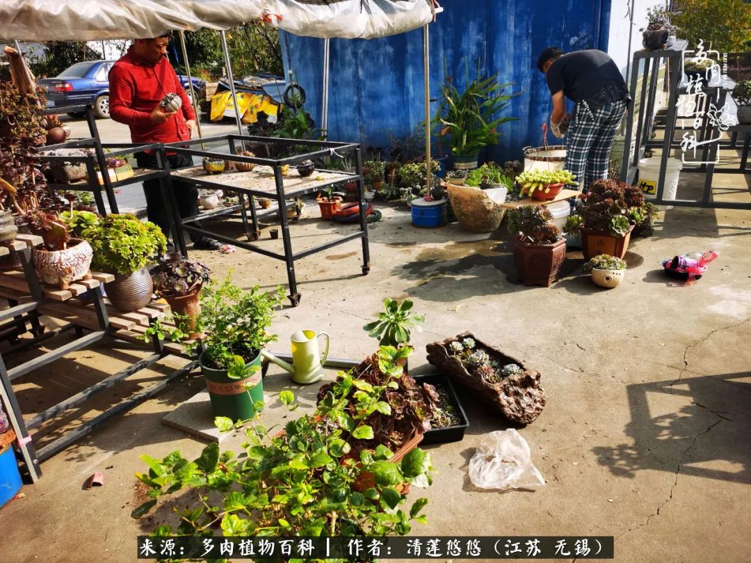 可爱多肉的露脸照,多肉大合照视频