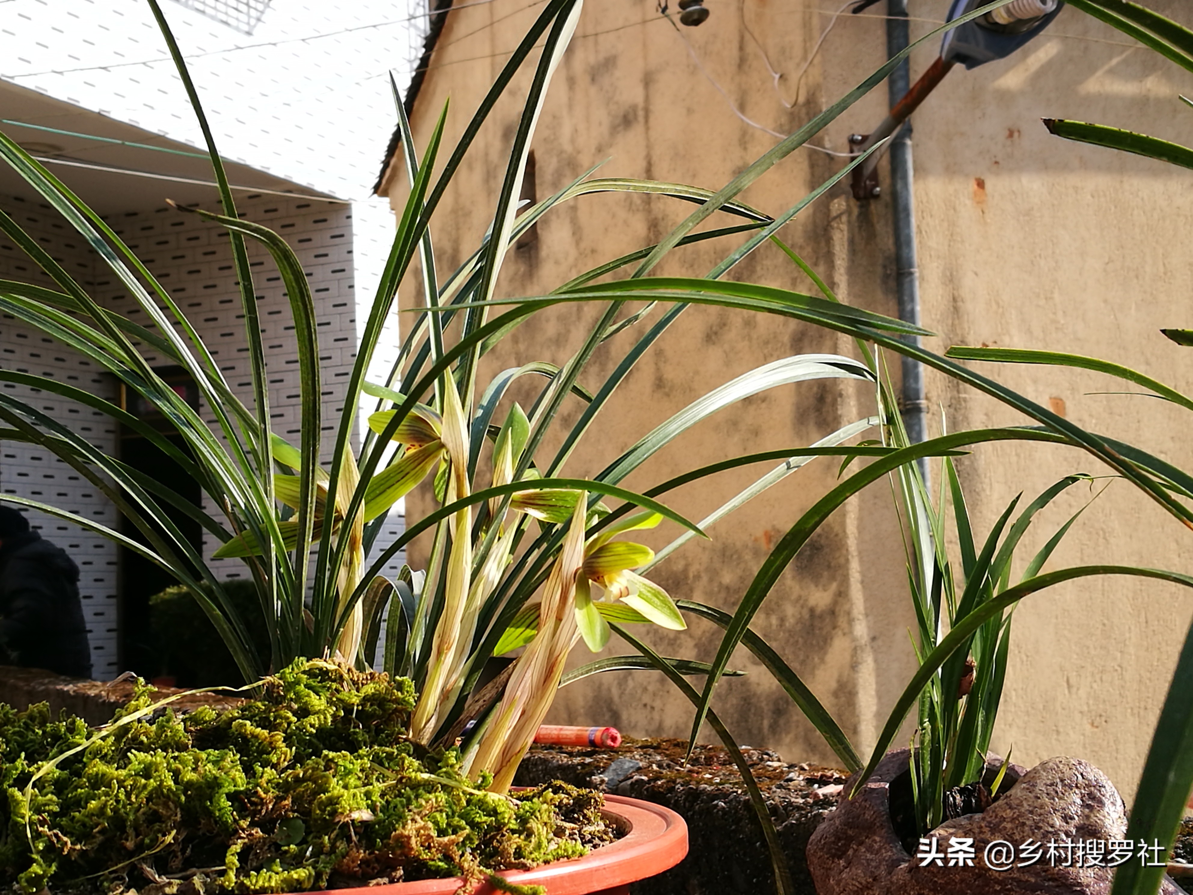 已有花苞的兰花怎么管理好,兰花的花苞怎么才能长的茂盛