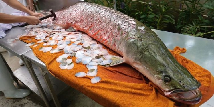 亚马逊河流域食人鱼,亚马逊河食人鱼巨骨舌鱼