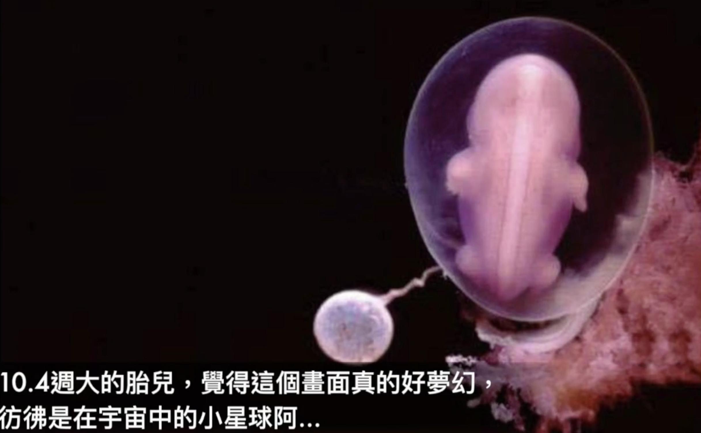 胎儿1-40周发育过程图高清纪录片,1-40周胎儿发育注意事项