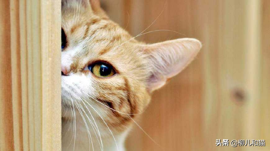 猫咪有绦虫吃了药后怎么观察粪便,猫咪球虫弓形虫