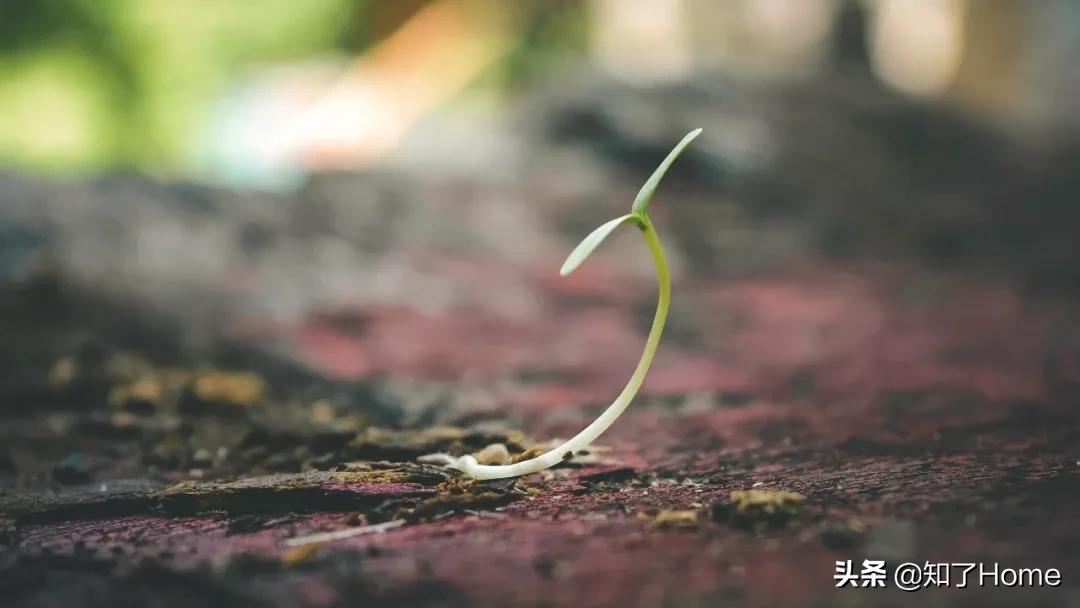 DGS春季大秀邀请函在手做生活的VVIP