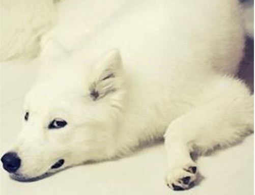 萨摩耶感冒流鼻涕怎么办,萨摩耶感冒了吃板蓝根