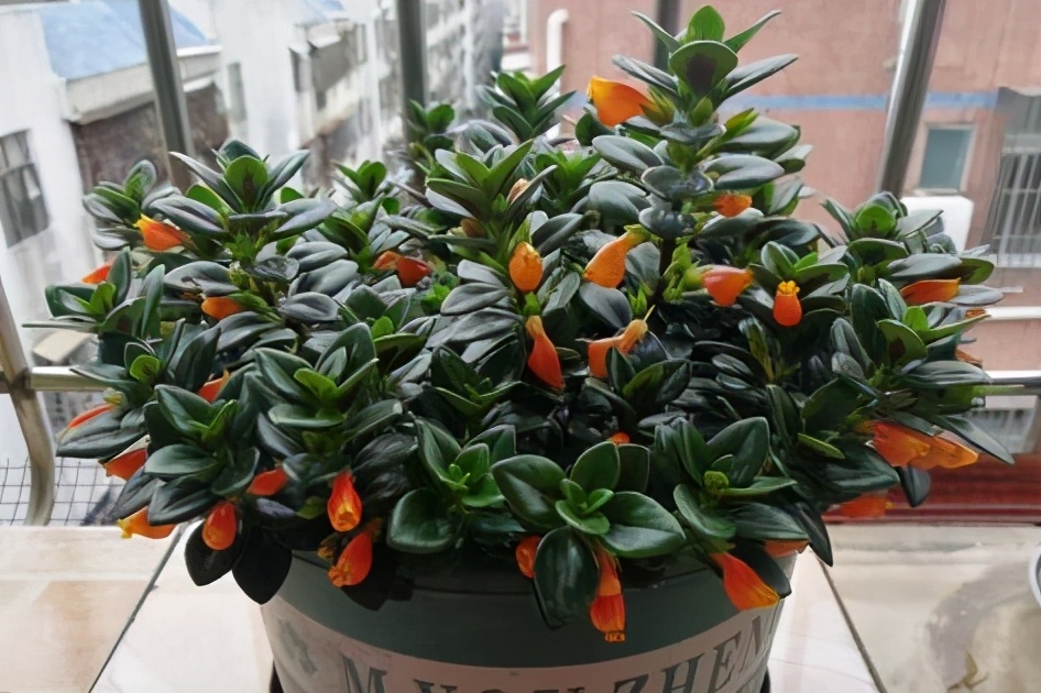 如何防止金鱼吊兰枯萎发黄,小金鱼吊兰黄叶