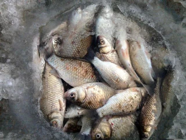 冬季冰钓钓深还是钓浅,冬季冰钓如何找鱼窝