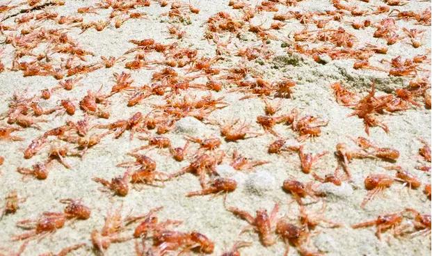 新西兰龙虾死亡人数,新西兰龙虾死法