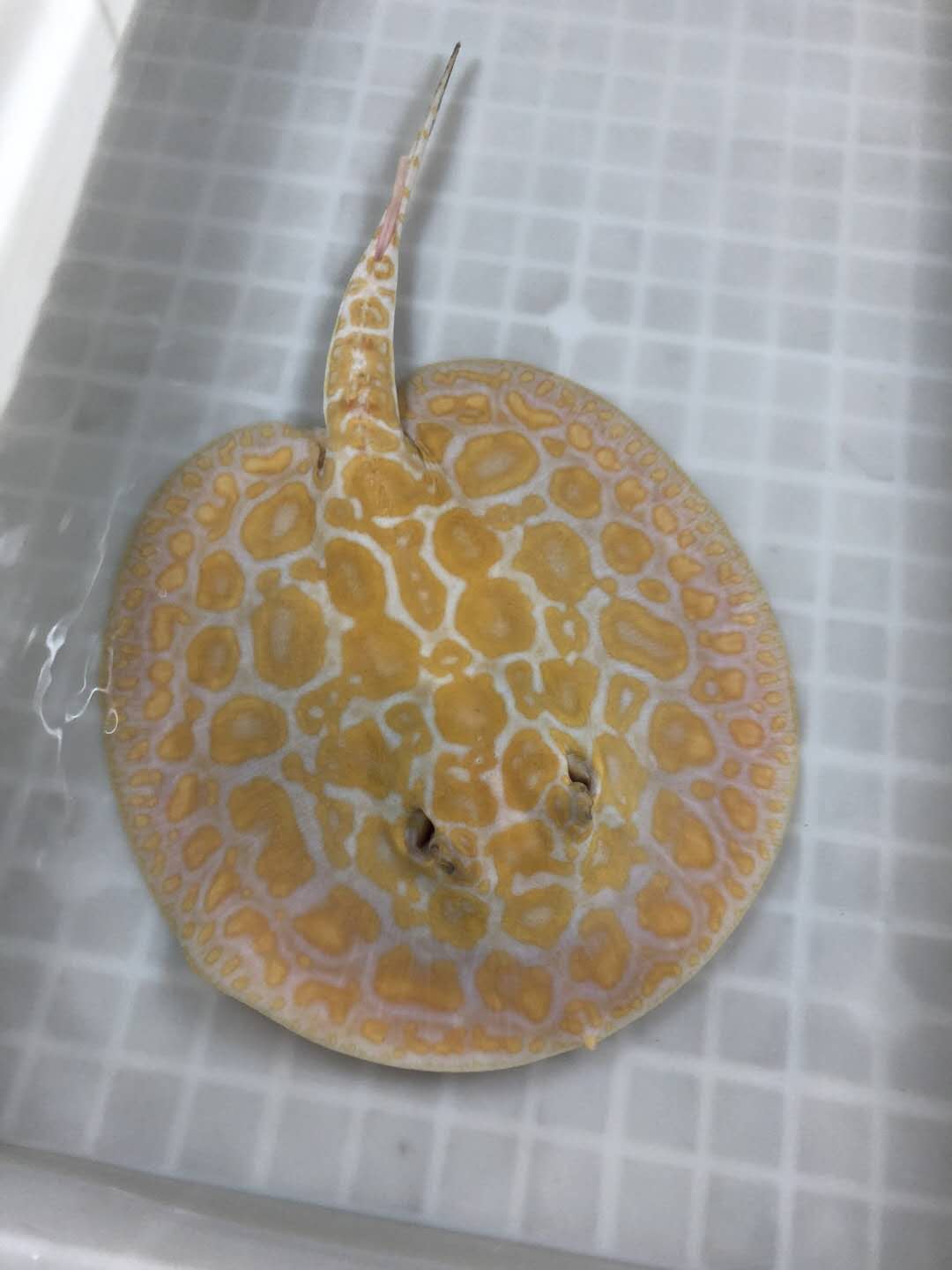 楠羽魟鱼,楠羽养鱼经全集