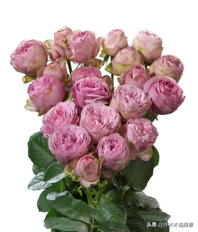 自己买玫瑰花种植,关于种植玫瑰花教程