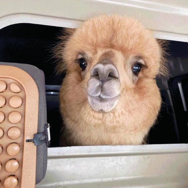 爱宠大作战纪录片,爱宠大作战一口气看完