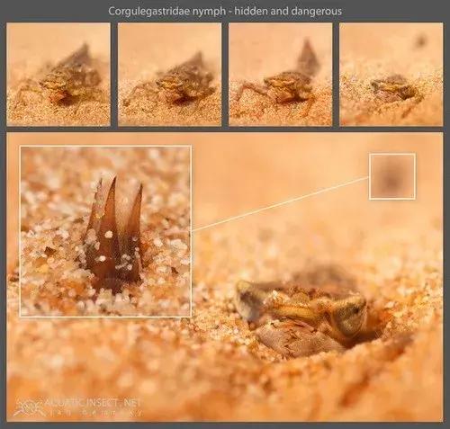 蜻蜓怕什么怎么赶走它,蜻蜓捕捉蚊子的过程