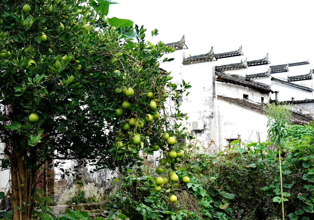 婺源看惯了大城市的繁华,婺源有个徽派建筑景区