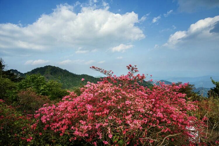 龟峰山天下第一龟照片,这座山长得像什么