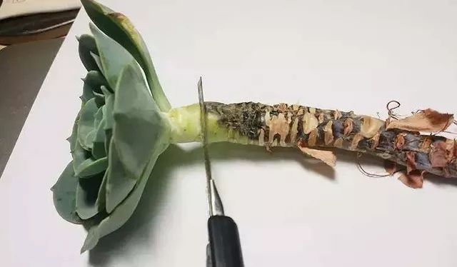 多肉植物种植小课堂,多肉小课堂长寿花