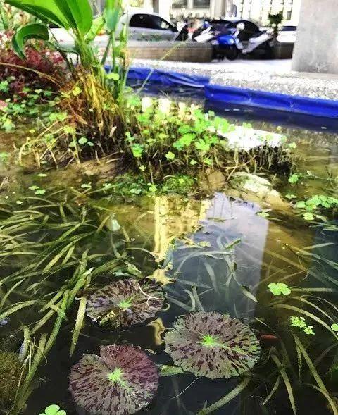 鱼池如何改造成花池,花池改鱼池如何做过滤