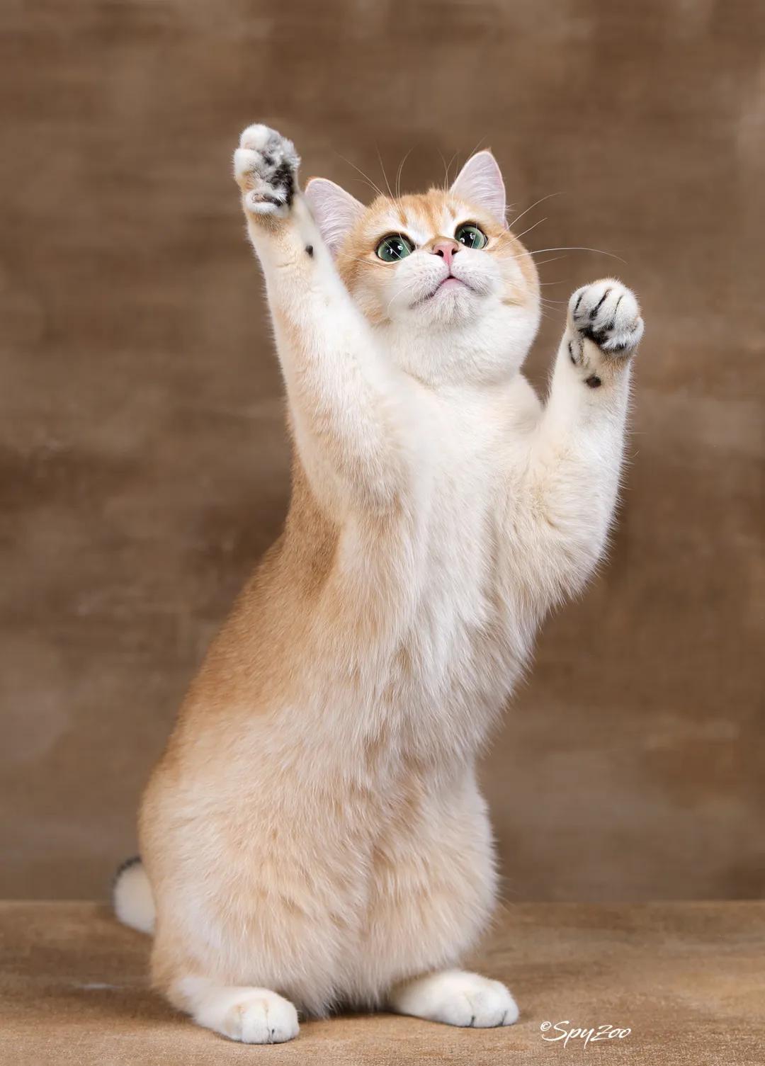 魔都这家商场撒钱啦！百万消费券每日上架即秒光