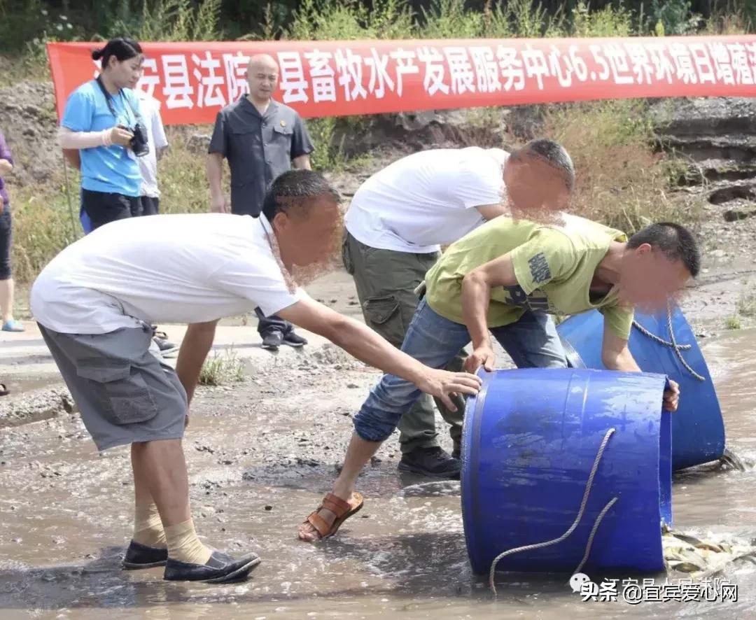 长记性啦,为啥在宜宾不能乱捕泥鳅黄鳝?江安县法院有话说