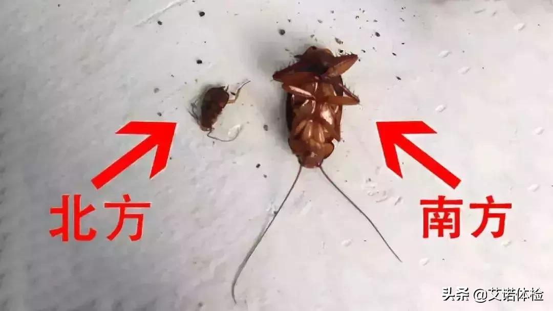 一只它=40多种细菌！你家也藏了有，衣服食物千万别沾上