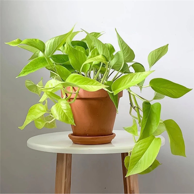 100种绿植大全,50种盆栽绿植花卉大全