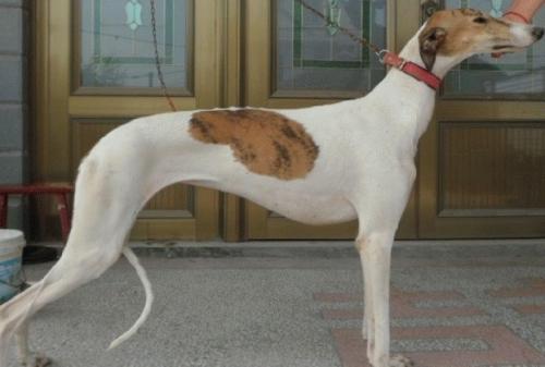 怎么养细犬,为什么越来越多人养中国细犬