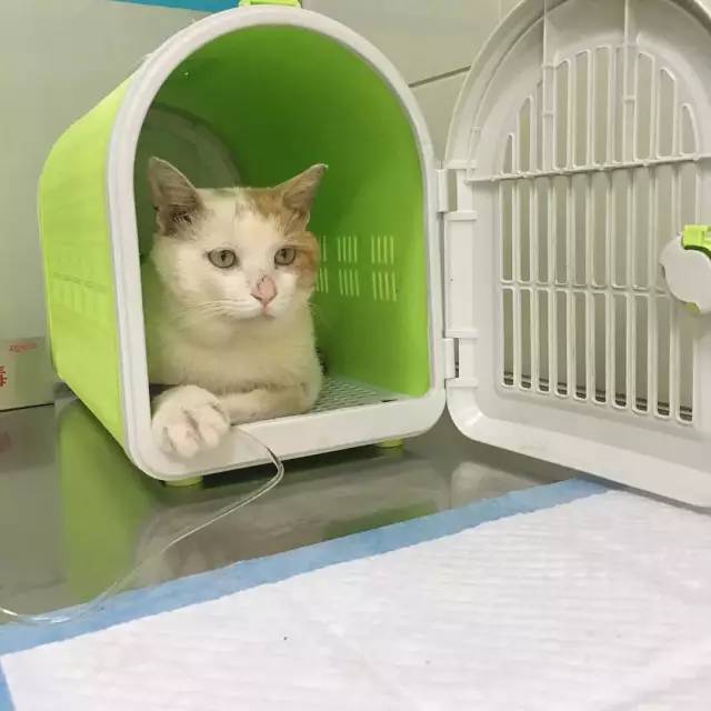 她救下一只得皮肤病脾气巨差的猫咪，花了两个月变身软萌美喵