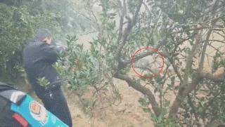 95式自动步枪被爆头危险的原因,95步枪连发打不了为什么