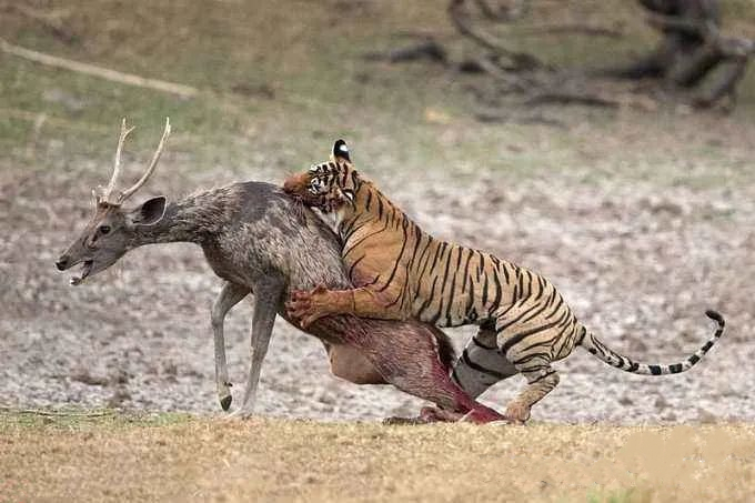 诈骗套路多教你一眼识破骗局,大佬教你防诈骗