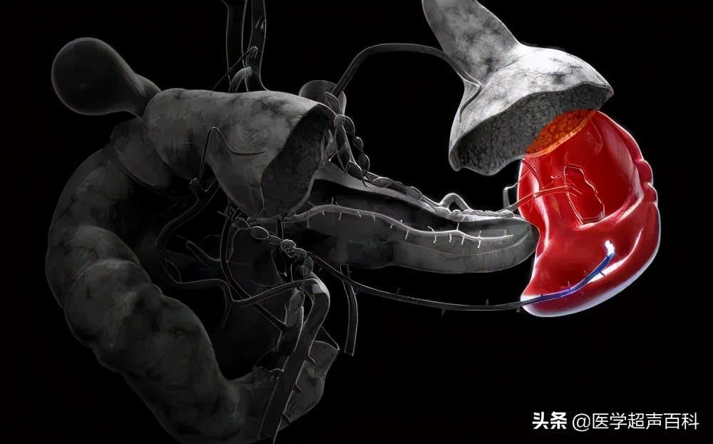 人体最大的淋巴器官是脾吗,脾是人体中非常重要的淋巴器官