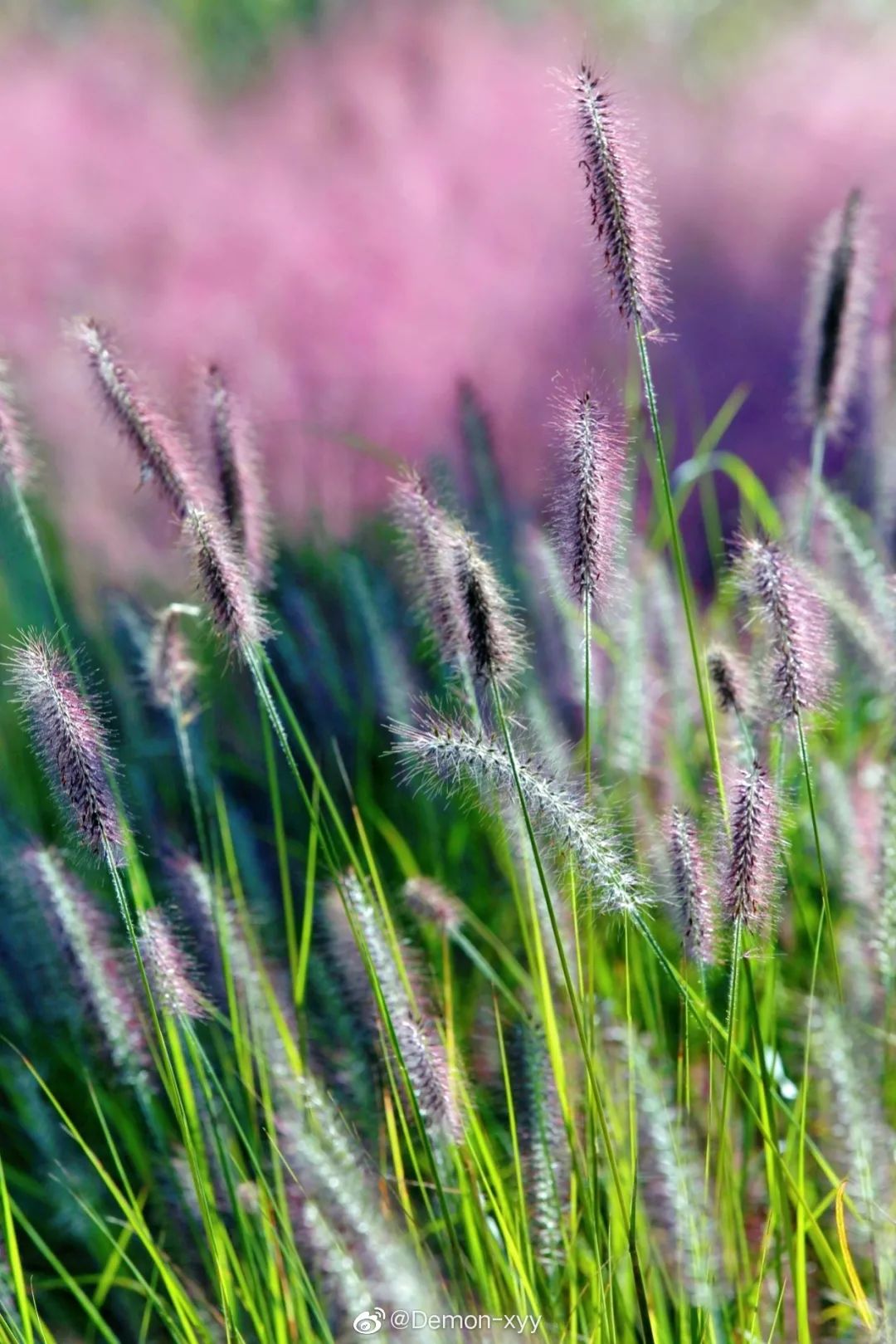 粉黛乱子草红了！成都周边这6个地方，不收门票这周就能去