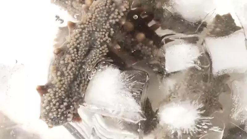 泡发海参为什么12小时换一次水,拉缸海参泡发正确流程的做法步骤