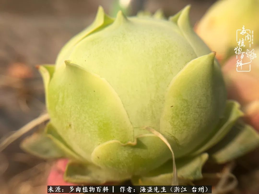 独具魅力的黄玫瑰,黄玫瑰这么美的风景惊艳到你了吗