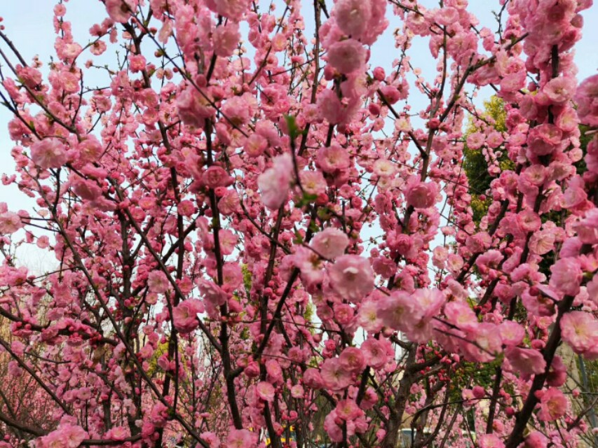 关于春天的成语和名言,关于春天的成语和短句子大全