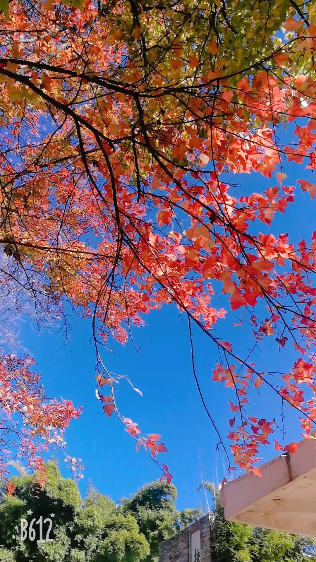 好消息昆明7个公园免费开放,昆明市好消息