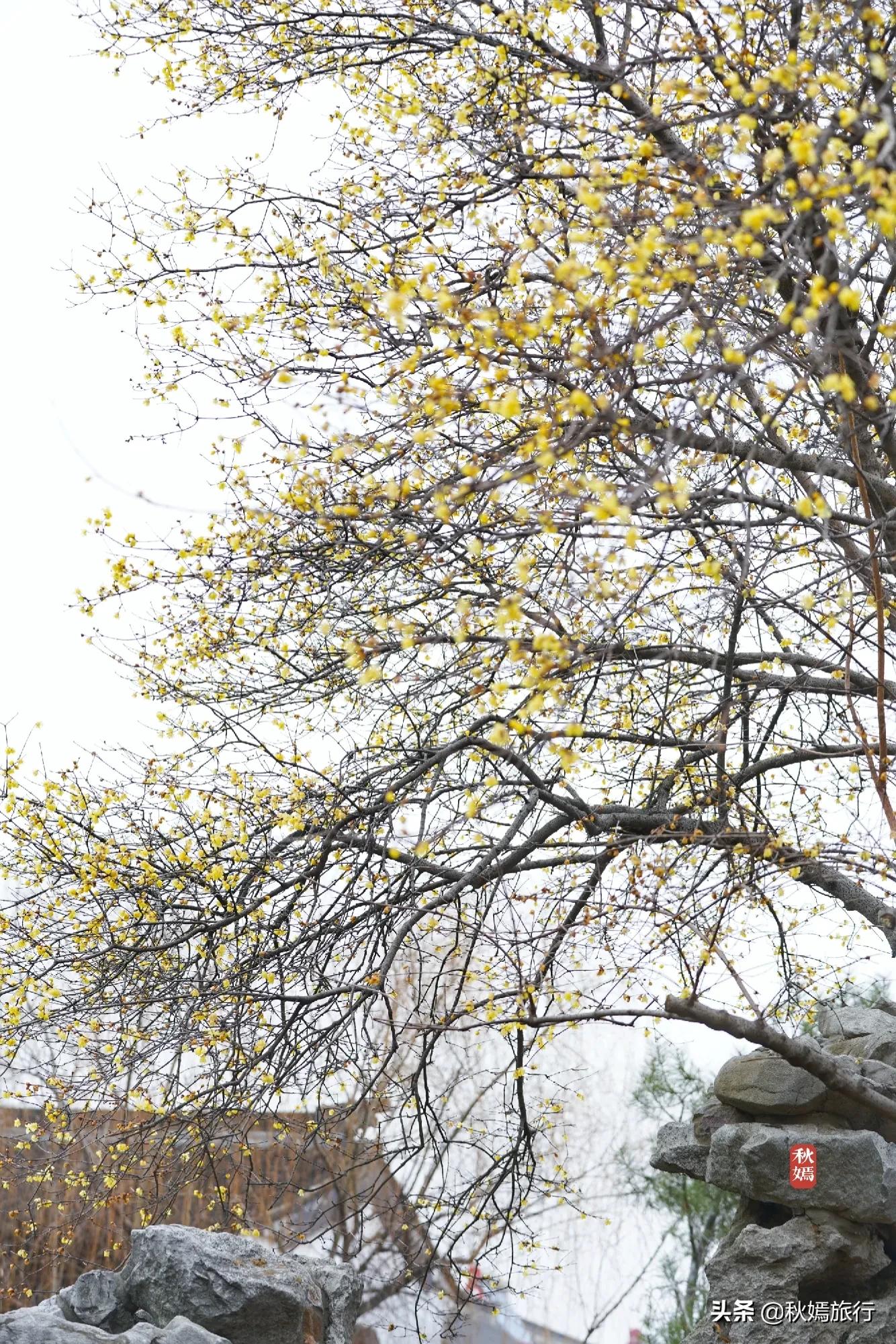 冬游常熟燕园赏蜡梅花，方桥头梅干菜扣肉饼5元一只，顾客盈门