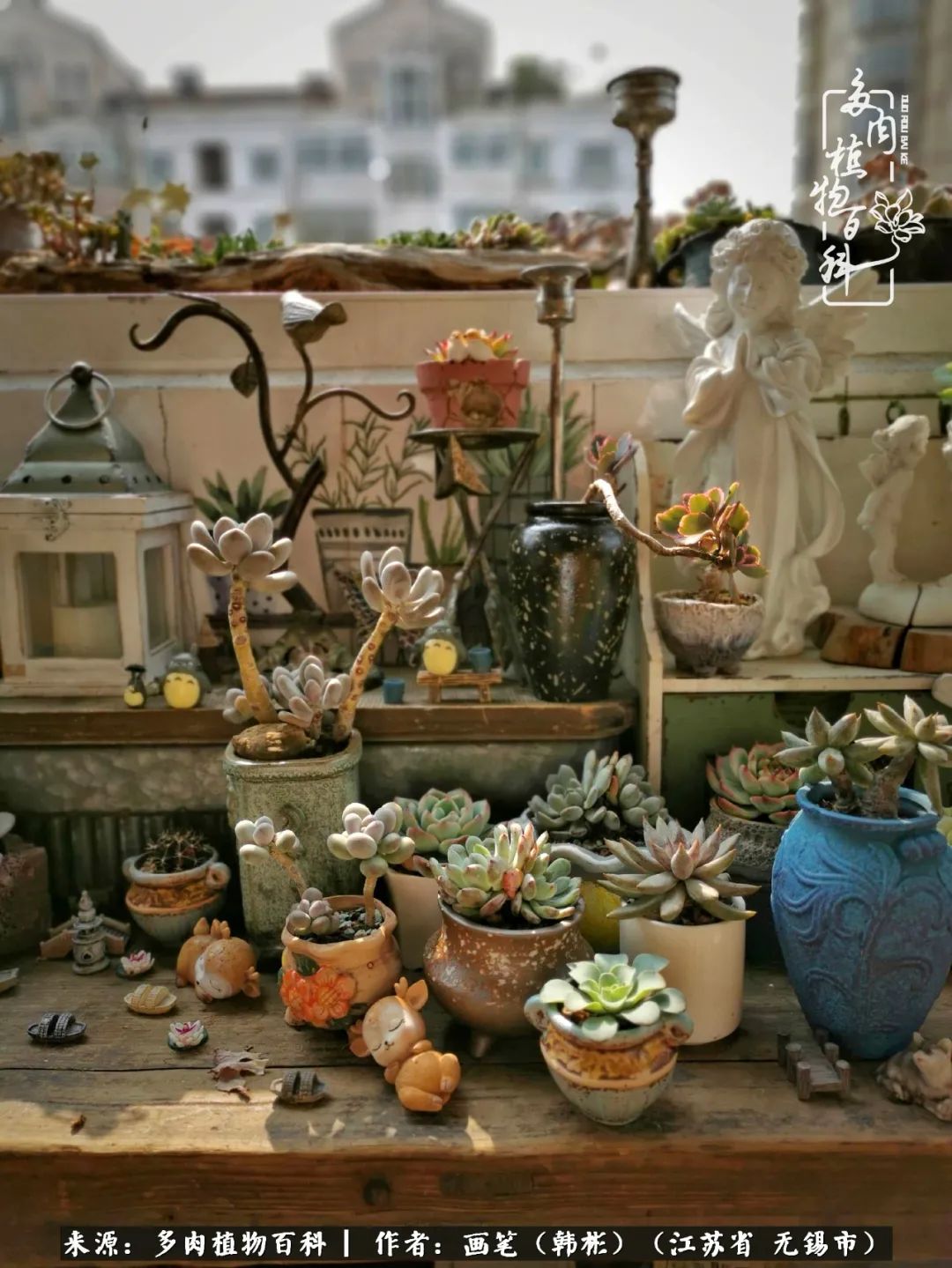 阳台多肉花园简直美翻了,适合男生养的多肉