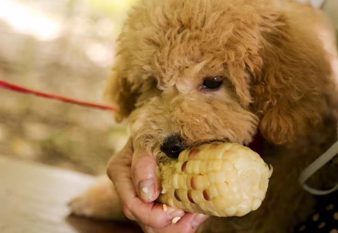 泰迪犬没有狗粮时吃什么食物好呢,泰迪犬喂狗粮好消化吗