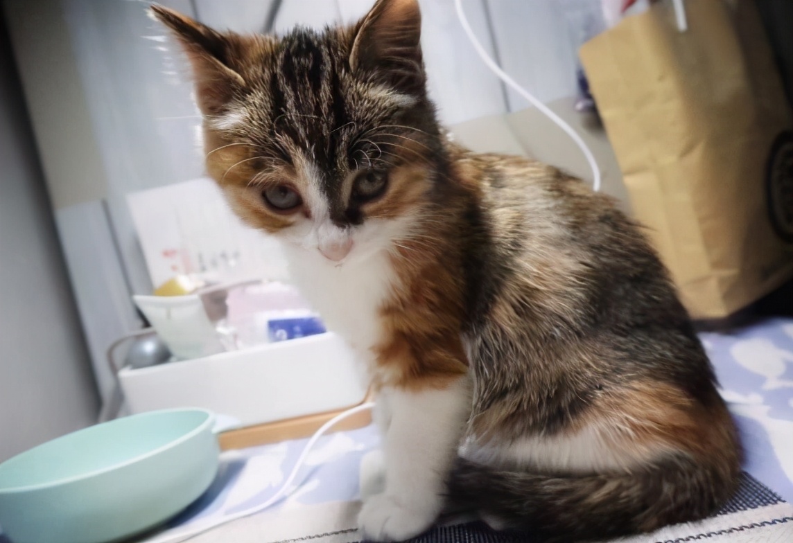 大学寝室的沙雕日常，小太阳上烤大虾，导员闻着味就来没收了