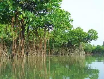 我国很多成语与植物有关,汉语成语中的植物文化