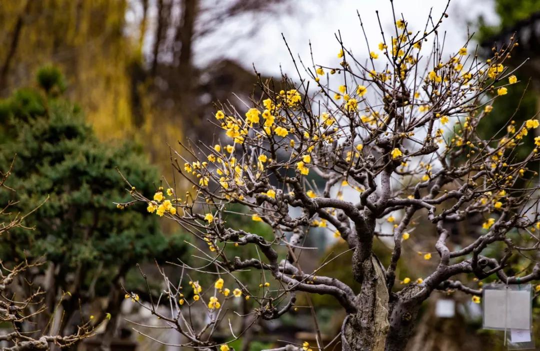 南京腊梅最佳观赏时间,南京赏梅花景点推荐